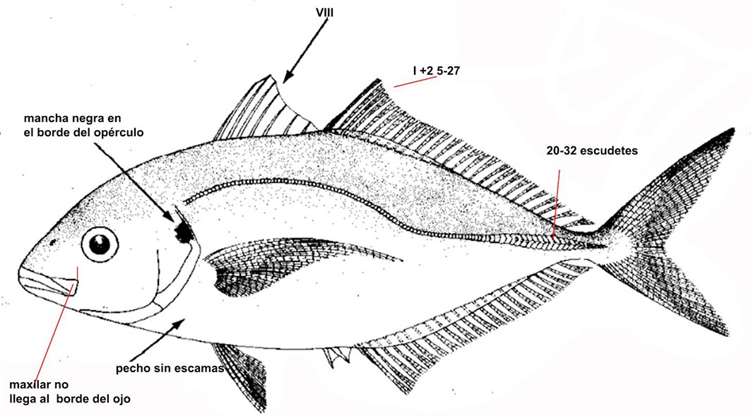 Pseudocaranx dentex_001.jpg
